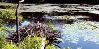 Cider Knoll Conservation Area Beaver Dam