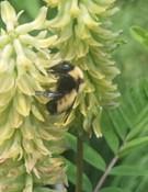 Bombus Fervidus - Rare Bee