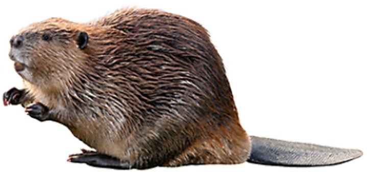 Beaver