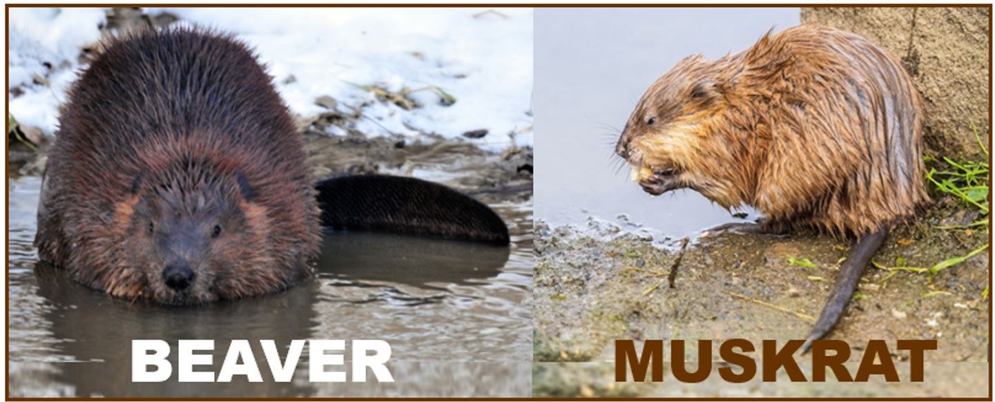 Beaver-Muskrat 2