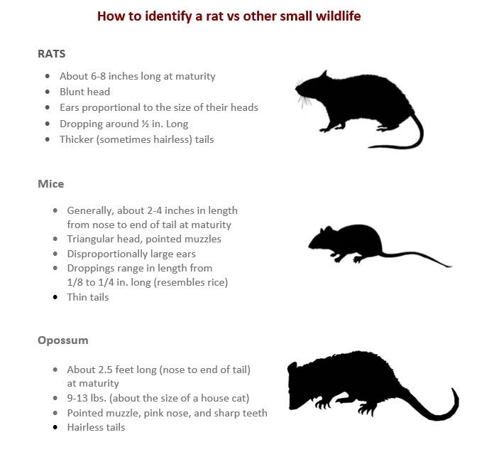 Recognize a Rat Vs Other Rodent-like Animal (JPG)